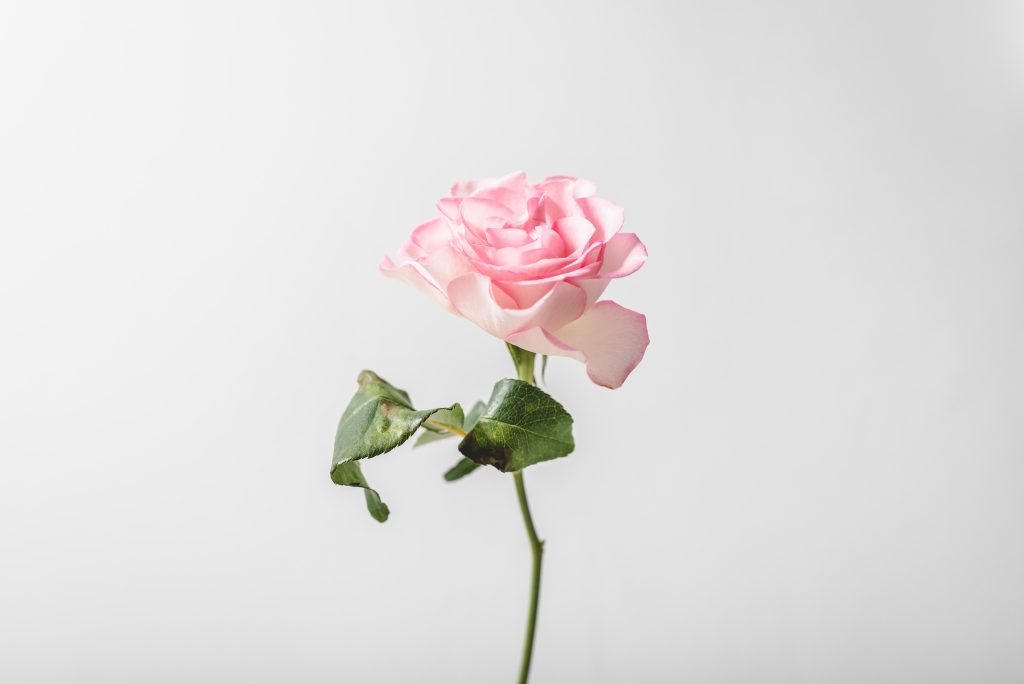 A single pink rose