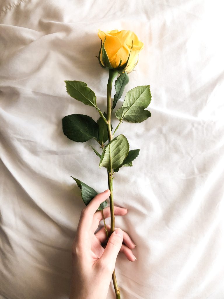 Hand holding yellow rose over sheets