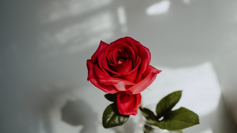 single rose in a glass jar against a white background